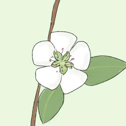 自分の顔写真にろくなものがないために代わりに使用している梨の花のイラスト